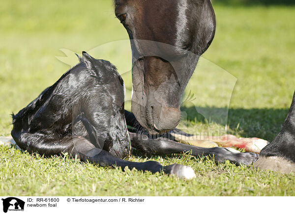 neugeborenes Fohlen / newborn foal / RR-61600