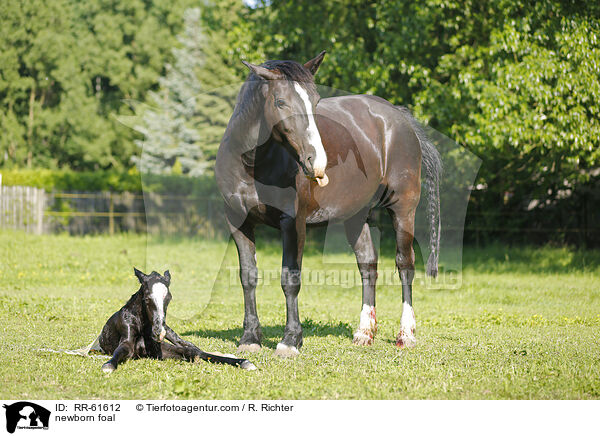 neugeborenes Fohlen / newborn foal / RR-61612