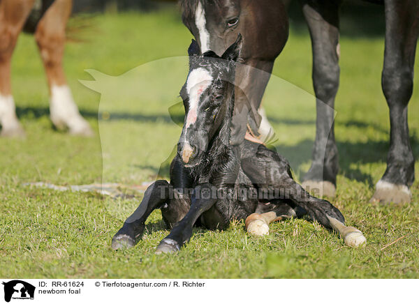 neugeborenes Fohlen / newborn foal / RR-61624