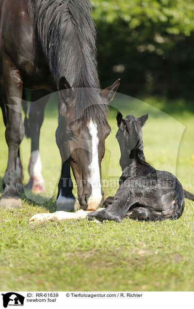 neugeborenes Fohlen / newborn foal / RR-61639