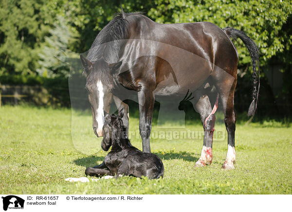 neugeborenes Fohlen / newborn foal / RR-61657