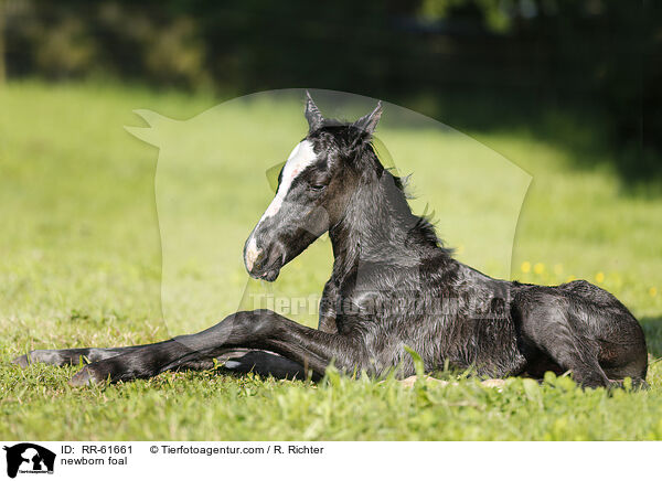 neugeborenes Fohlen / newborn foal / RR-61661