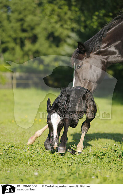 neugeborenes Fohlen / newborn foal / RR-61666