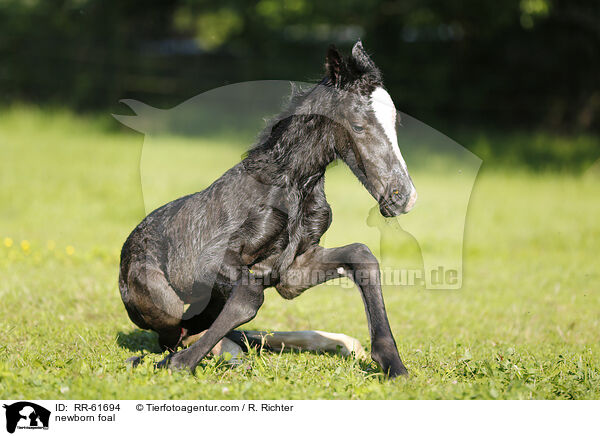 neugeborenes Fohlen / newborn foal / RR-61694