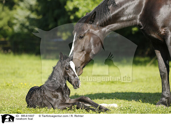 neugeborenes Fohlen / newborn foal / RR-61697