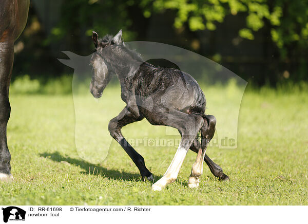 neugeborenes Fohlen / newborn foal / RR-61698