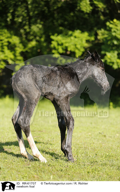 neugeborenes Fohlen / newborn foal / RR-61707