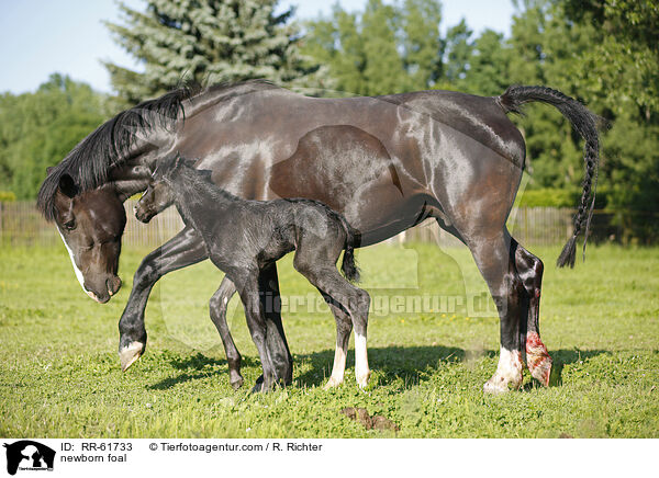 neugeborenes Fohlen / newborn foal / RR-61733