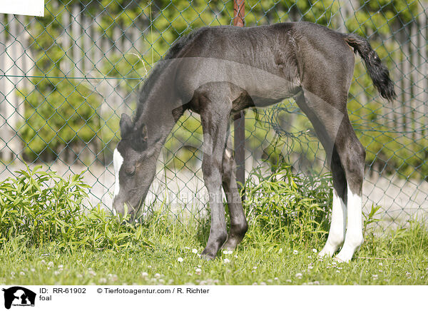 Fohlen / foal / RR-61902