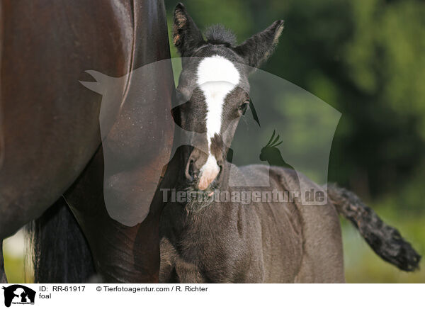 Fohlen / foal / RR-61917