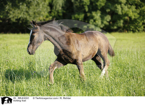 trabendes Fohlen / trotting foal / RR-63091