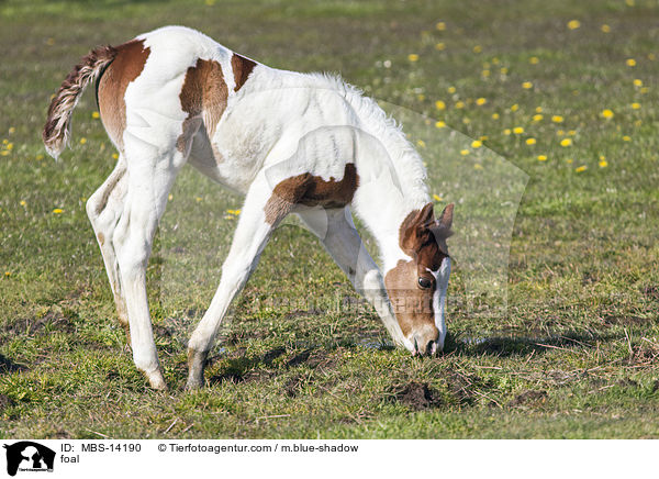 Fohlen / foal / MBS-14190