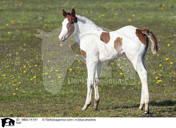 foal / MBS-14191