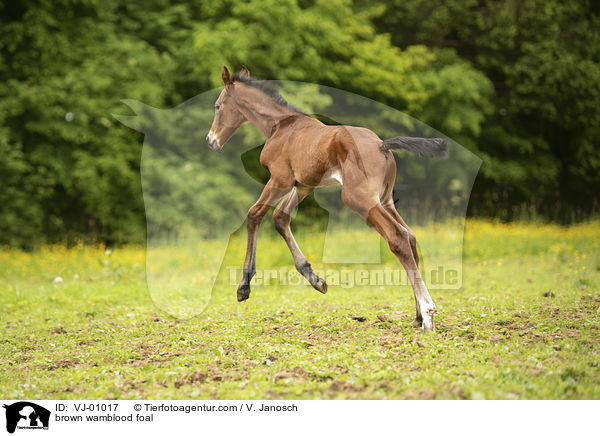 braunes Warmblutfohlen / brown wamblood foal / VJ-01017