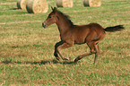 galloping foal