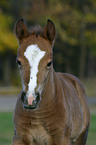 foal portrait