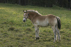 foal