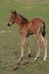 brown foal