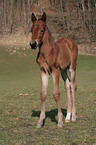 brown foal