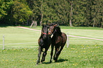 playing young horses