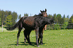 playing young horses