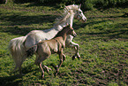 mare with foal