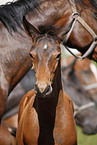 foal