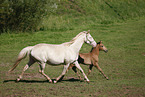 mare with foal