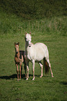 mare with foal