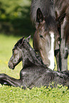 newborn foal