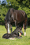 newborn foal