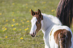 foal