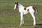 foal