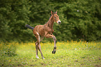 brown wamblood foal