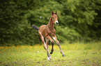 brown wamblood foal