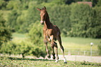 brown wamblood foal