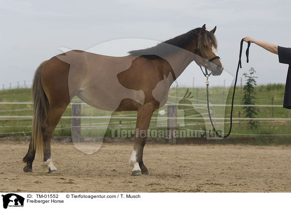 Freiberger / Freiberger Horse / TM-01552