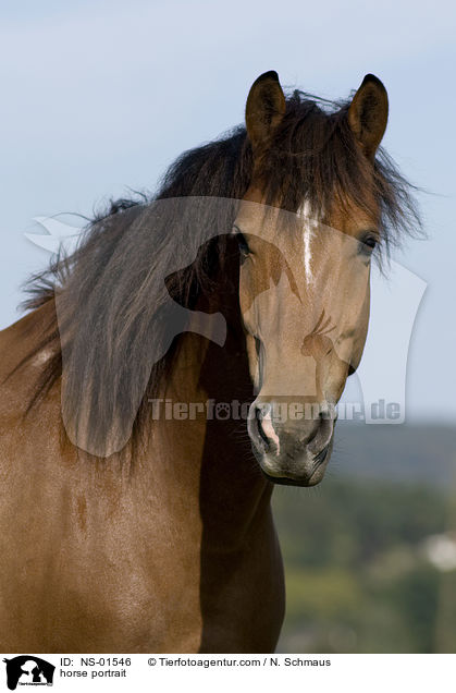 Freiberger Portrait / horse portrait / NS-01546