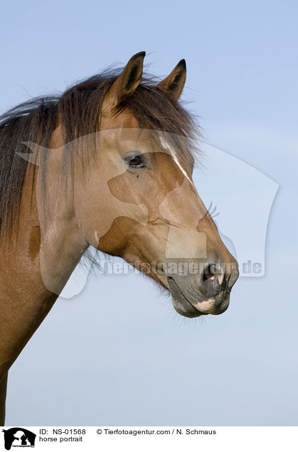 Freiberger Portrait / horse portrait / NS-01568