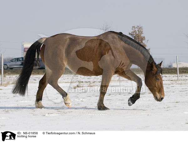 trabender Feiberger / trotting horse / NS-01858