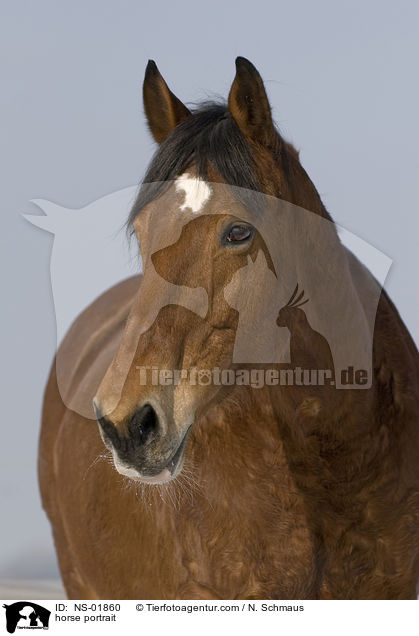 Freiberger Portrait / horse portrait / NS-01860