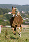 galloping horse