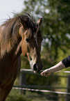 horse portrait