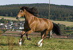 galloping horse