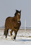 trotting horse