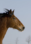 horse portrait