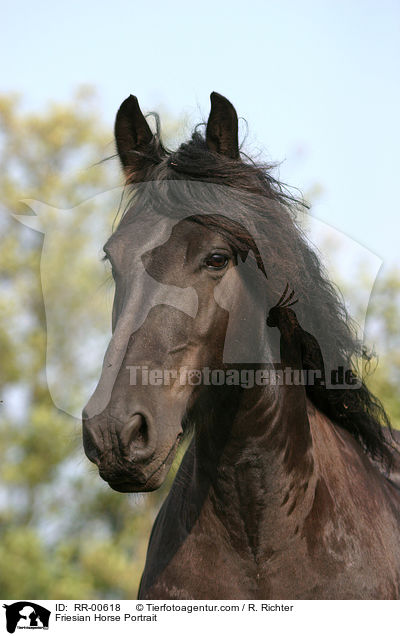 Friese im Portrait / Friesian Horse Portrait / RR-00618