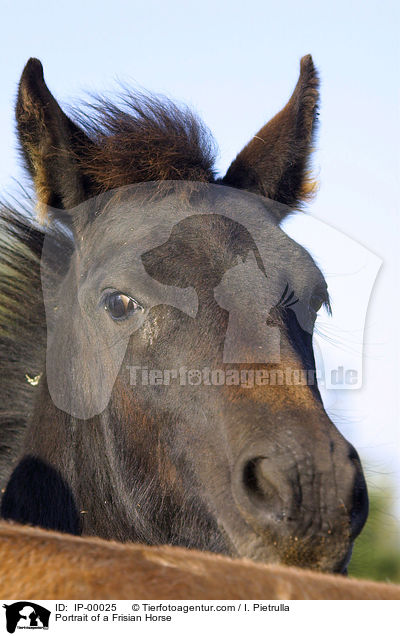 Friesenfohlen im Portrait / Portrait of a Frisian Horse / IP-00025