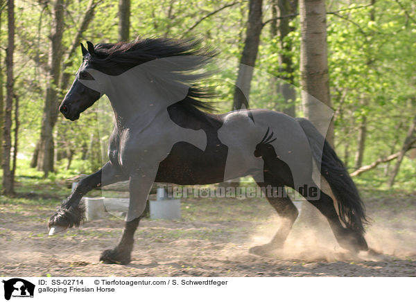 Friese im Galopp / galloping Friesian Horse / SS-02714