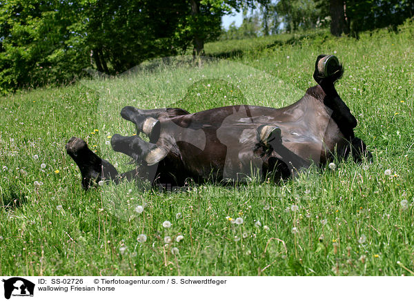 Friese beim Wlzen / wallowing Friesian horse / SS-02726